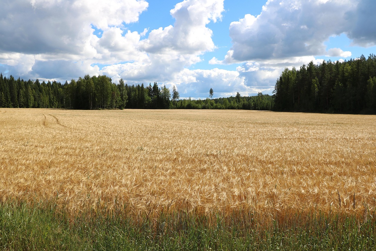 Barley